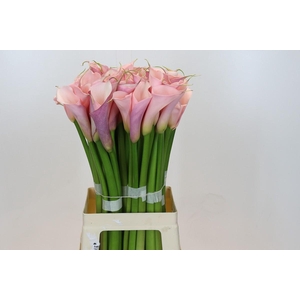 Zantedeschia Eydolls Pink