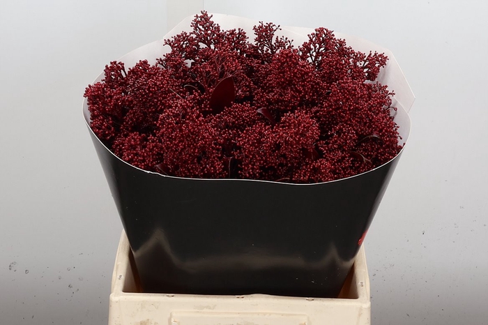 <h4>Skimmia Wx Bordeaux</h4>