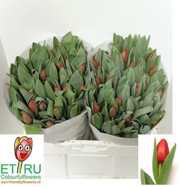 <h4>TU EN ESCAPE</h4>