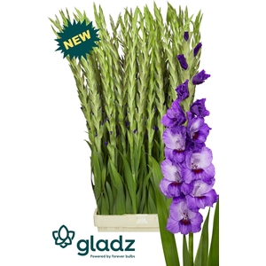 Glad Gr Purple Party