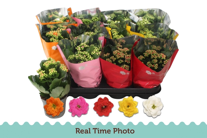 <h4>KAL GE GEM 5 KL</h4>