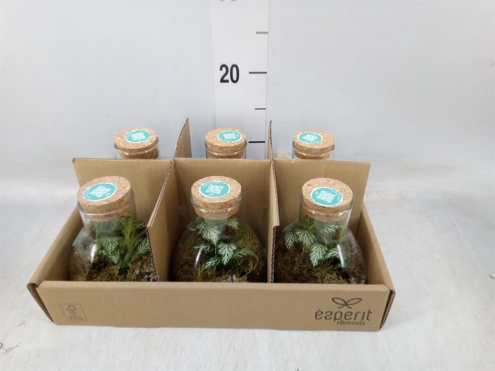 <h4>Arr.   Planten L%</h4>