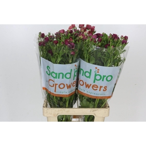 Ranunculus Magical Raspberry