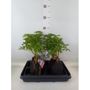 Arr.   Kamerplant Groen H%