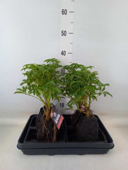 <h4>Arr.   Kamerplant Groen H%</h4>