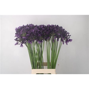 Agapanthus Poppin Purple