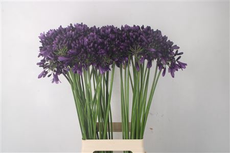 <h4>Agapanthus Poppin Purple</h4>