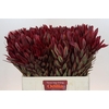 Leucadendron Jester