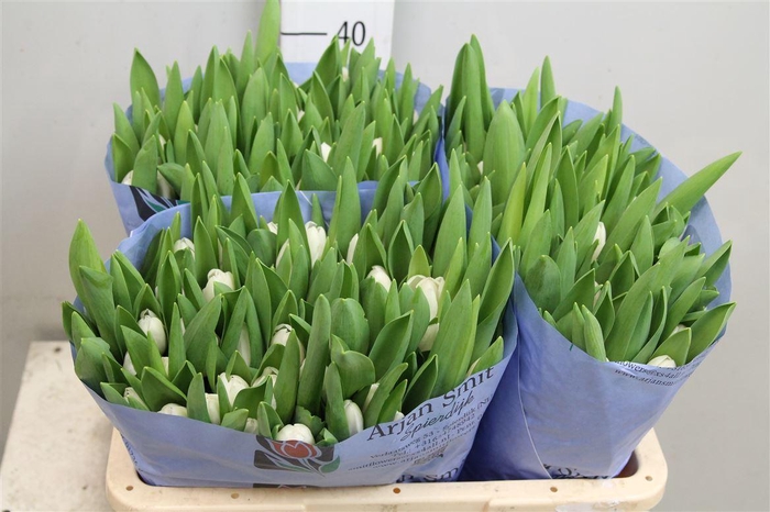 <h4>Tu En Royal Virgin</h4>