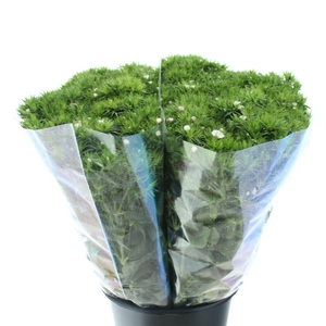 Di Barb Light Pink Super