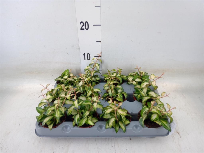 <h4>Hoya lacunosa</h4>