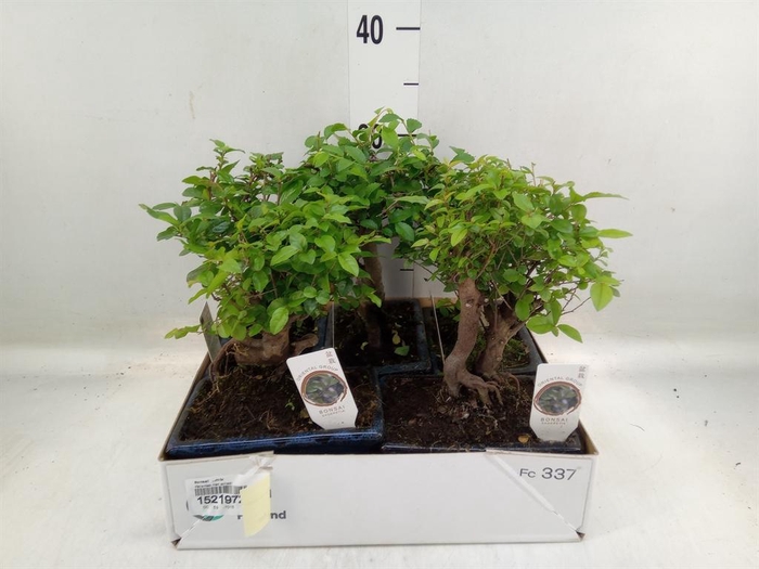 <h4>Bonsai ...mix</h4>