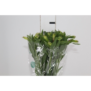 ALSTROEMERIA DUBAI 080 CM