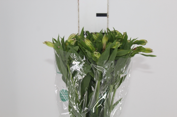 <h4>ALSTROEMERIA DUBAI 080 CM</h4>