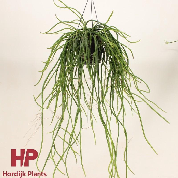 Rhipsalis hangpot Wercklei