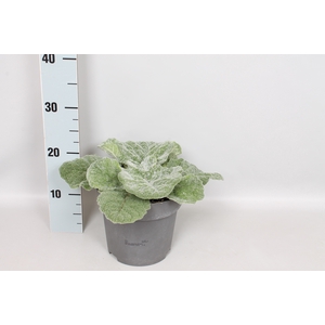vaste planten 19 cm  Salvia argentea Artemis