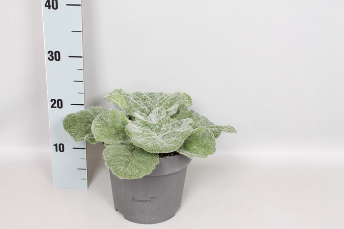 <h4>vaste planten 19 cm  Salvia argentea Artemis</h4>