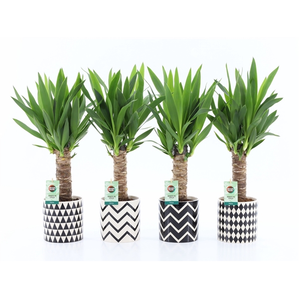 <h4>Yucca 25cm Hout 3+ kop in Escher Keramiek</h4>