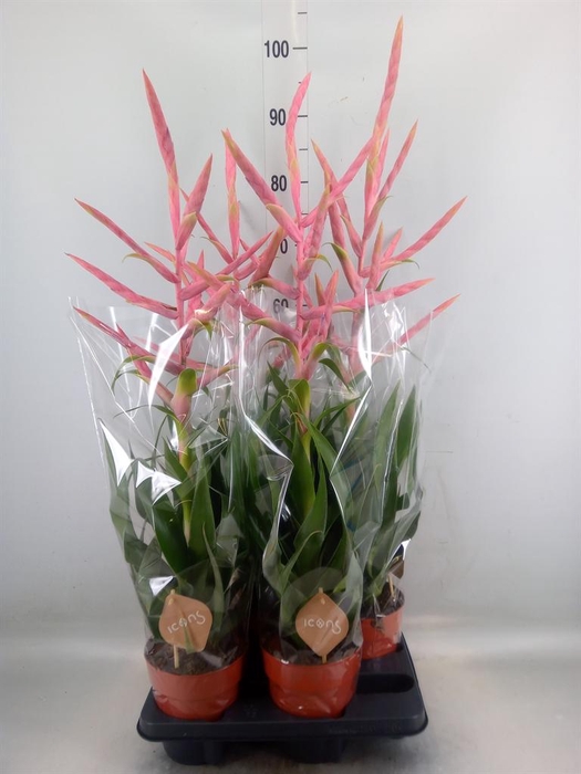 <h4>Tillandsia  'Dolce'</h4>