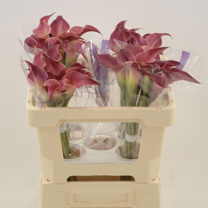 <h4>Calla Red Charm</h4>