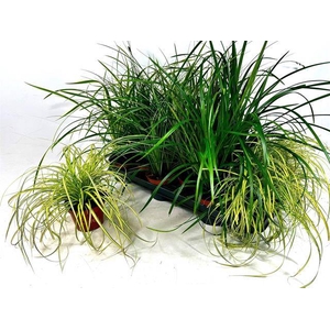 CAREX GEM