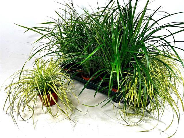 <h4>CAREX GEM</h4>