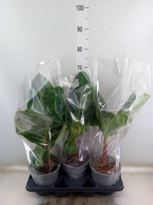 <h4>Musa  'Tropicana'</h4>