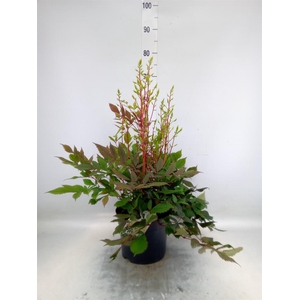 Astilbe arendsii 'Diamant'