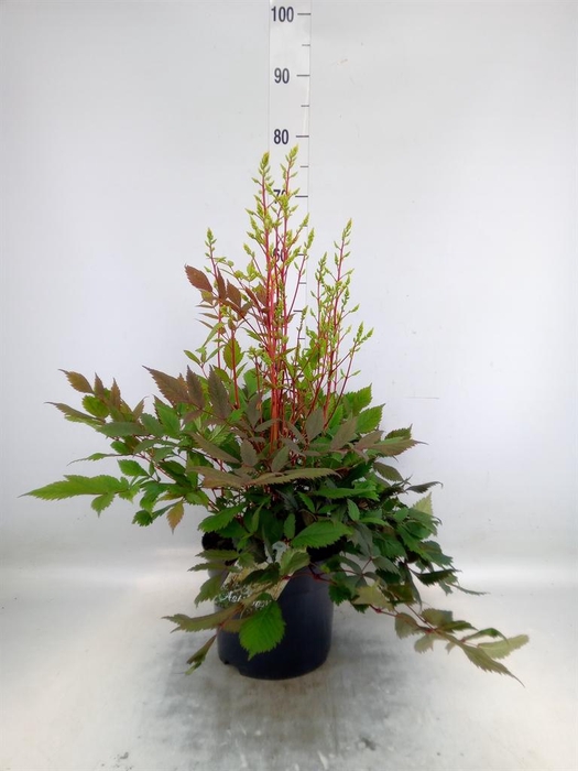 <h4>Astilbe arendsii 'Diamant'</h4>