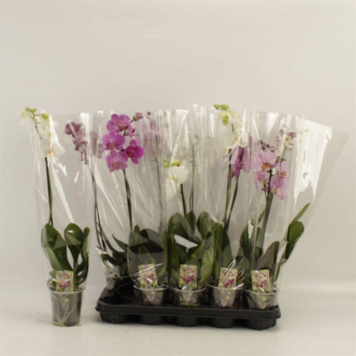 <h4>PHAL GEM</h4>
