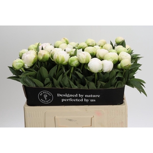 Paeonia Madame Claude Tain