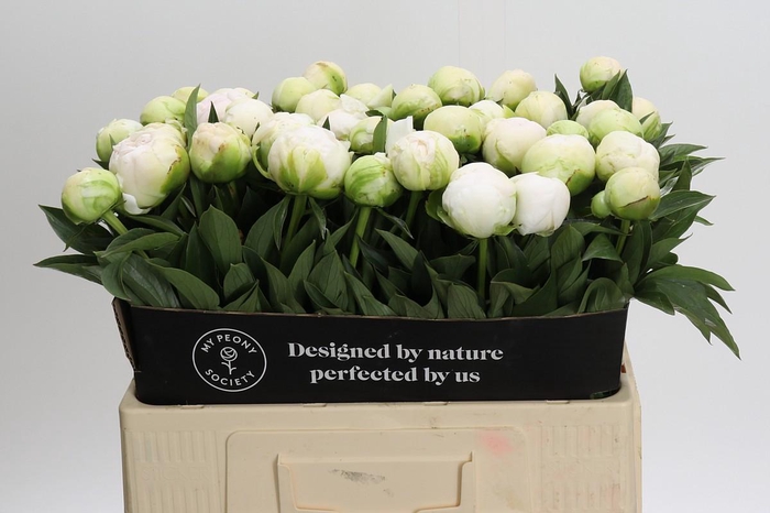 <h4>Paeonia Madame Claude Tain</h4>