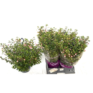 FUCHSIA OV