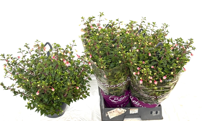 <h4>FUCHSIA OV</h4>