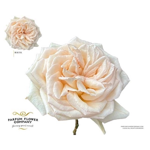 Rosa garden princess maya