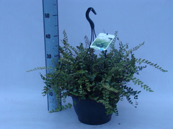 <h4>Asplenium   ...</h4>