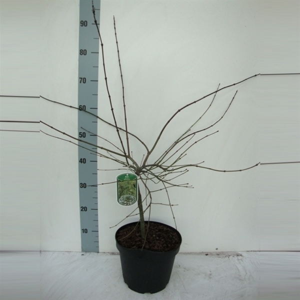 <h4>Acer pal. 'Dissectum’</h4>