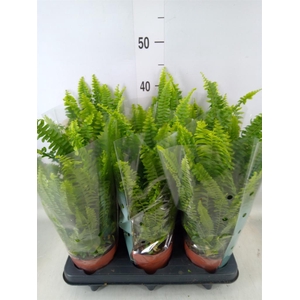 Nephrolepis exal. 'Green Lady'