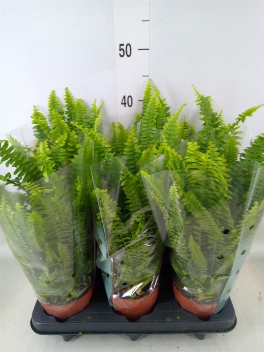 <h4>Nephrolepis exal. 'Green Lady'</h4>
