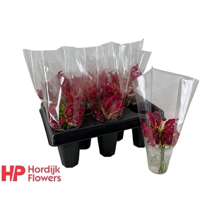 GLORIOSA ROTHSCHILDIANA GLORIOSA RO