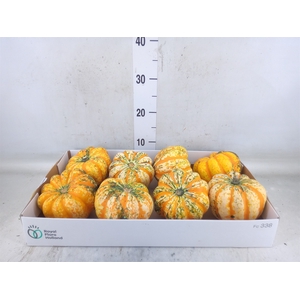 Cucurbita pepo 'Festival'