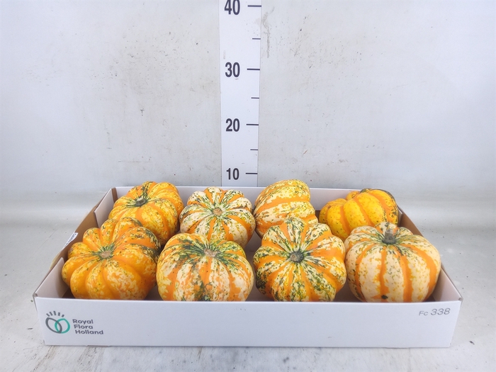 <h4>Cucurbita pepo 'Festival'</h4>