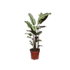 CALATHEA WHITE STAR P17