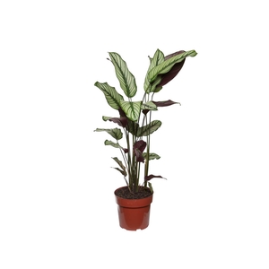 CALATHEA WHITE STAR P17