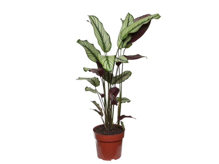 CALATHEA WHITE STAR P17