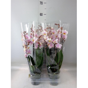 Phalaenopsis multi. 'Ant San Jose'