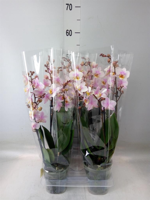 <h4>Phalaenopsis multi. 'Ant San Jose'</h4>