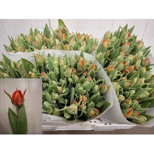 TU DU QUEENSDAY