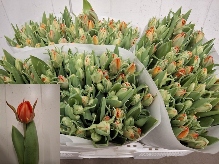 <h4>TU DU QUEENSDAY</h4>