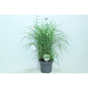 Miscanthus sin.